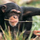 Image for article titled Urinating chimp uses awesomely disgusting strategy to get a snack